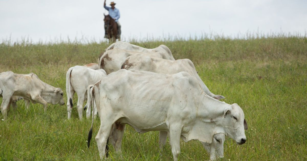Genética bovina ganha força e exportações de sêmen crescem quase 30%