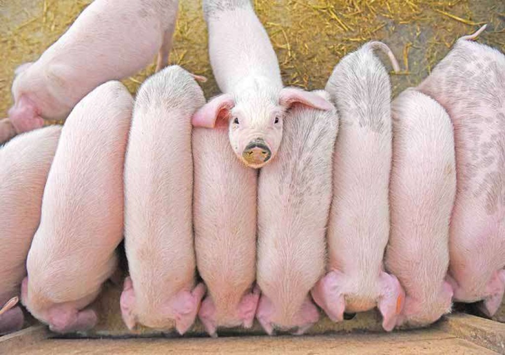 Exportações de carne suína crescem 32% em março