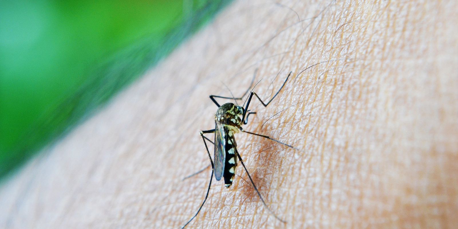 OMS: dengue é indicador da relação mudanças climáticas e arboviroses