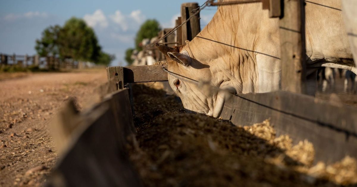 Demanda global impulsiona investimentos em DDGS no Brasil