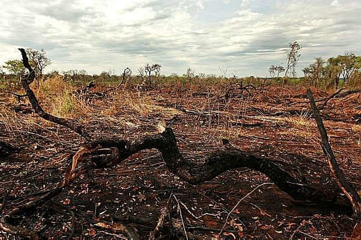 Cai o desmatamento na Amazônia e Cerrado vê derrubada crescer