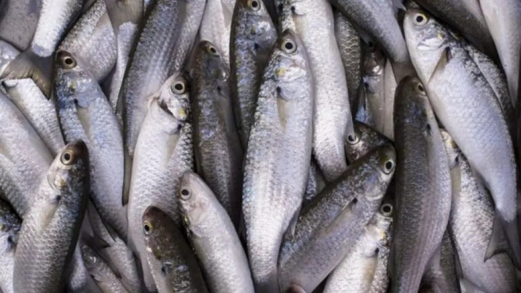 MPA divulga lista preliminar de embarcações credenciadas e não credenciadas para pesca da tainha em 2026