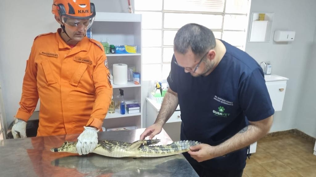 Corpo de Bombeiros resgata jacaré em frente à residência em Cáceres