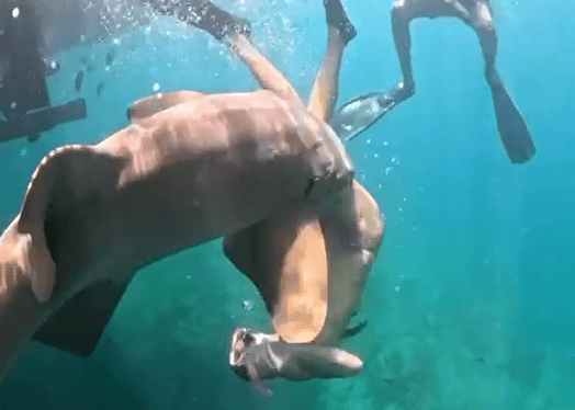 Novo vídeo mostra advogada mordida por tubarão em Fernando de Noronha