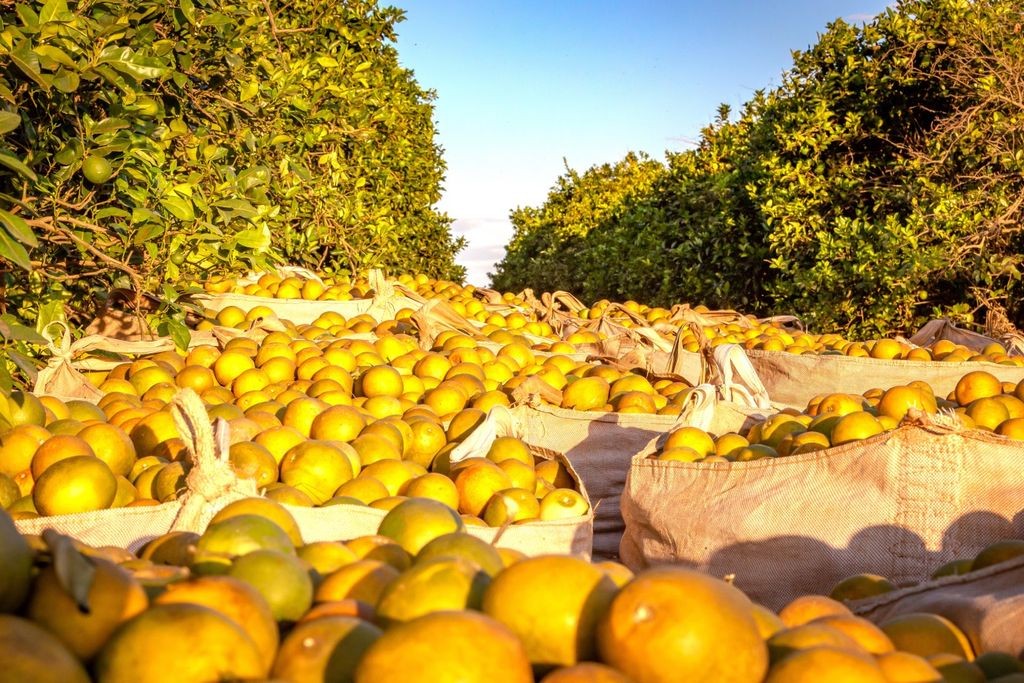 Safra de laranja cresce, mas greening e seca causam prejuízos