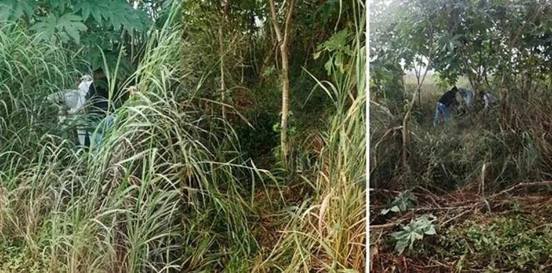 Corpo em decomposição é encontrado em região de mata em Nova Mutum