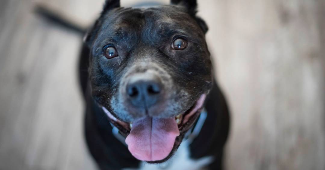 Mulher morre após ser atacada pelo próprio pitbull; especialista analisa caso e fala de sinais de risco