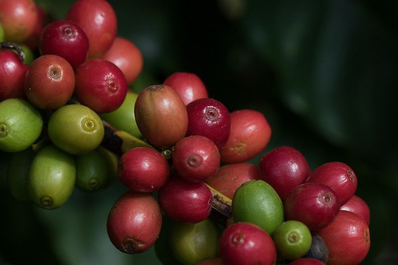 Cacau, café e algodão caem na abertura da bolsa de Nova York