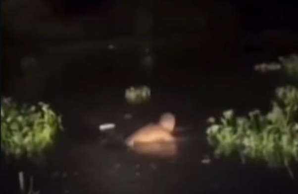 Homem é obrigado pelo CV a tomar banho em valão com a presença de jacarés; assista