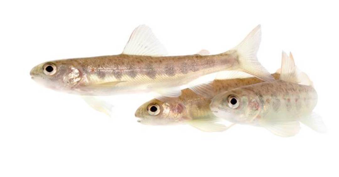 O efeito surpreendente da cocaína em salmões, segundo novo estudo