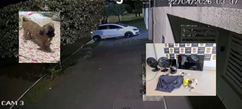 Bandido impiedoso invade casa, furta carro, TVs e até o cão da família em Rondonópolis; assista